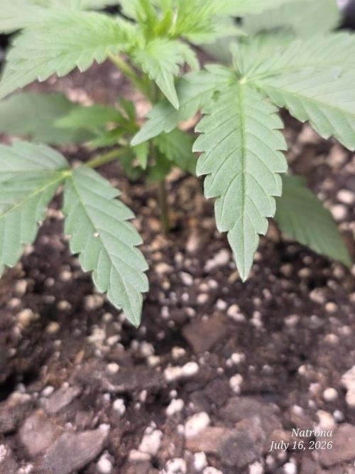 Auto Wappa. Week 2
