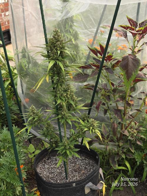 Whorled Phyllotaxy-Hawaiian Snow auto. Week 10