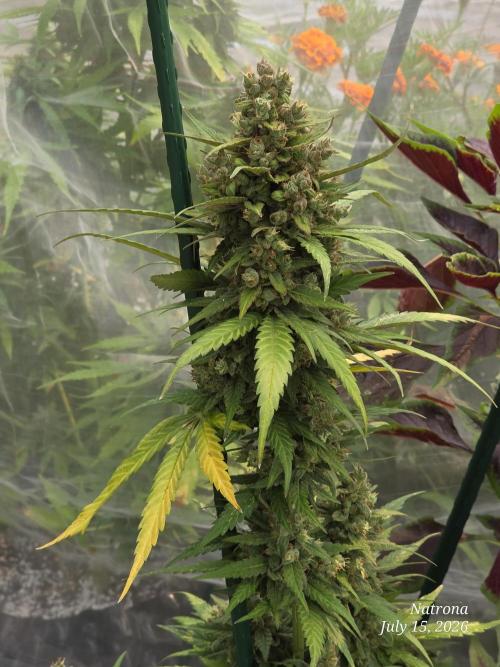 Whorled Phyllotaxy-Hawaiian Snow auto. Week 10