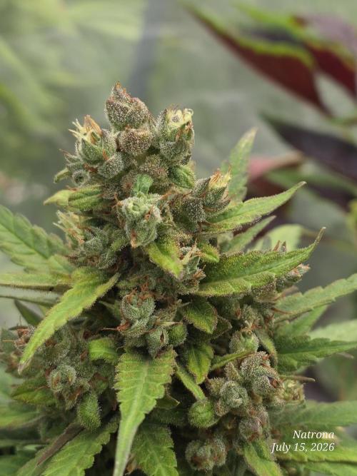 Whorled Phyllotaxy-Hawaiian Snow auto. Week 10