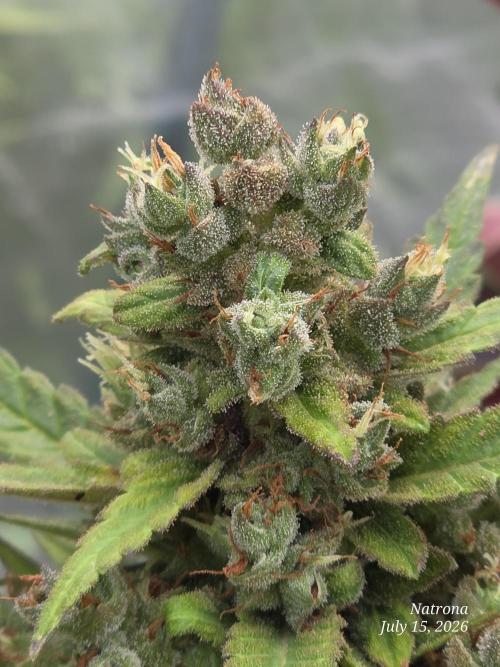 Whorled Phyllotaxy-Hawaiian Snow auto. Week 10