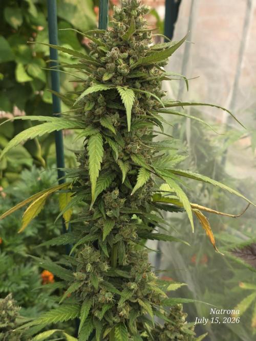 Whorled Phyllotaxy-Hawaiian Snow auto. Week 10