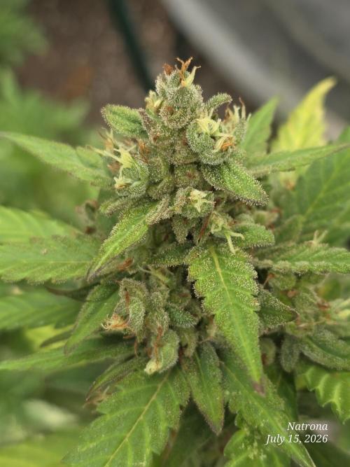 Whorled Phyllotaxy-Hawaiian Snow auto. Week 10