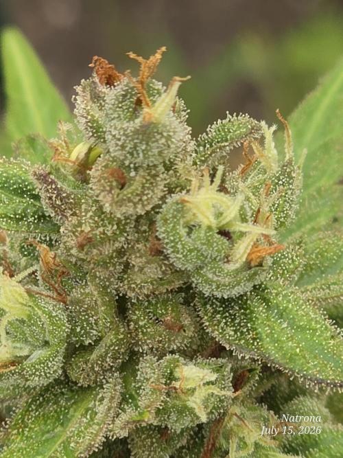 Whorled Phyllotaxy-Hawaiian Snow auto. Week 10