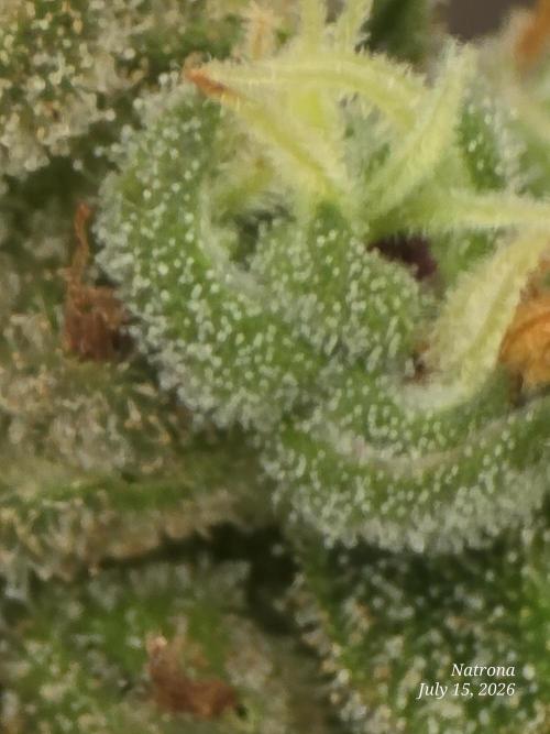 Whorled Phyllotaxy-Hawaiian Snow auto. Week 10