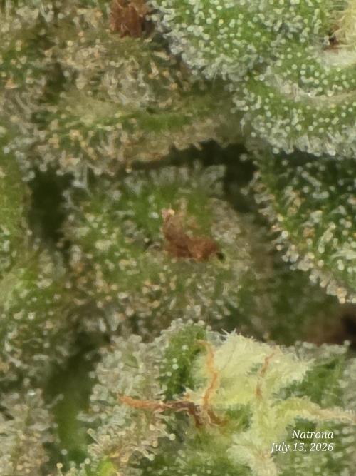 Whorled Phyllotaxy-Hawaiian Snow auto. Week 10