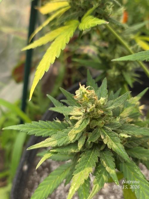 Whorled Phyllotaxy-Hawaiian Snow auto. Week 10