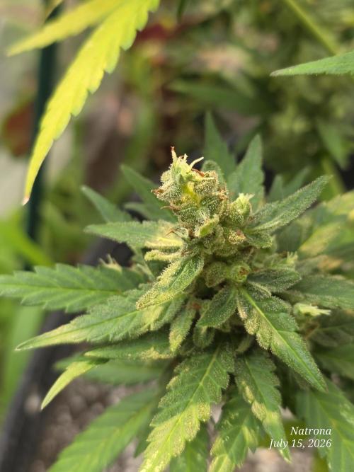 Hawaiian Snow Auto. Week 10