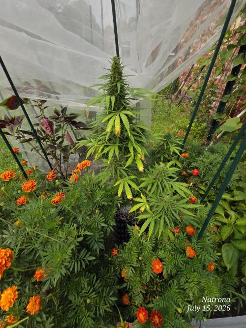 White Widow X Crystal Meth Outside 2026. Week 11
