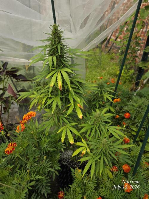 White Widow X Crystal Meth Outside 2026. Week 11