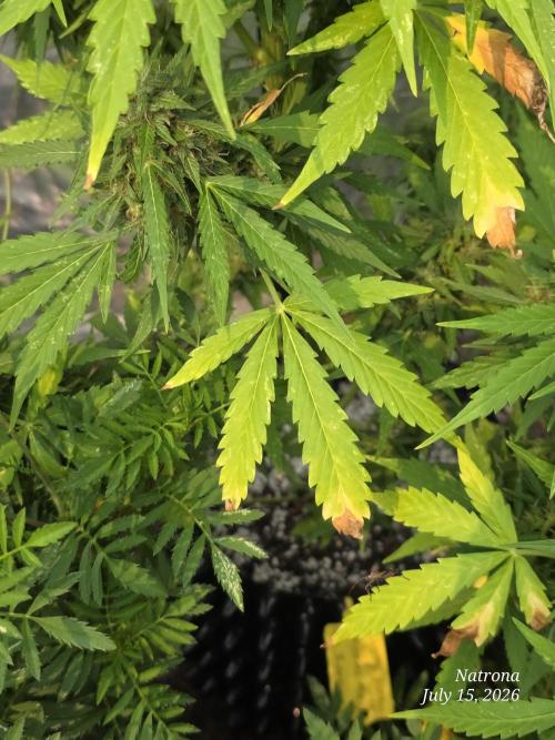 White Widow X Crystal Meth Outside 2026. Week 11