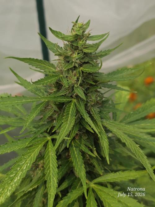 White Widow X Crystal Meth Outside 2026. Week 11