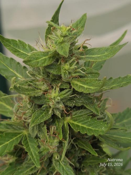 White Widow X Crystal Meth Outside 2026. Week 11