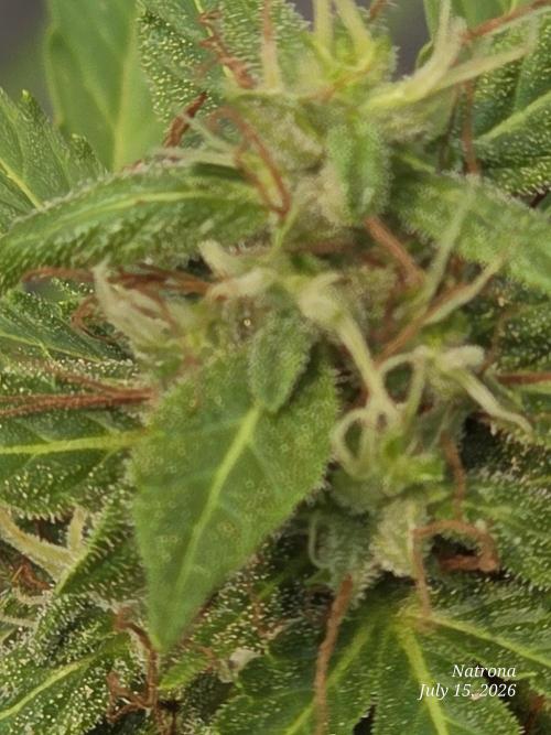 White Widow X Crystal Meth Outside 2026. Week 11