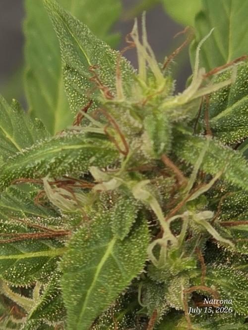 White Widow X Crystal Meth Outside 2026. Week 11