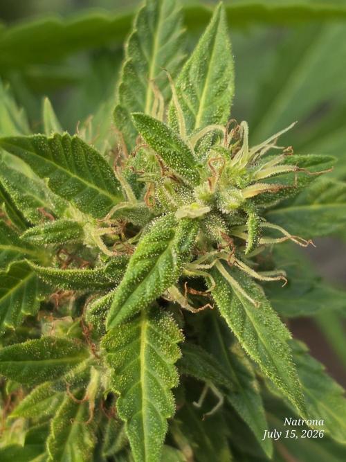 White Widow X Crystal Meth Outside 2026. Week 11