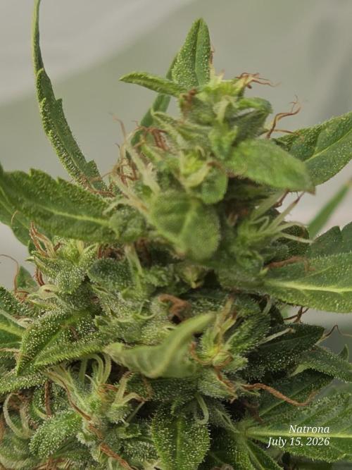 White Widow X Crystal Meth Outside 2026. Week 11