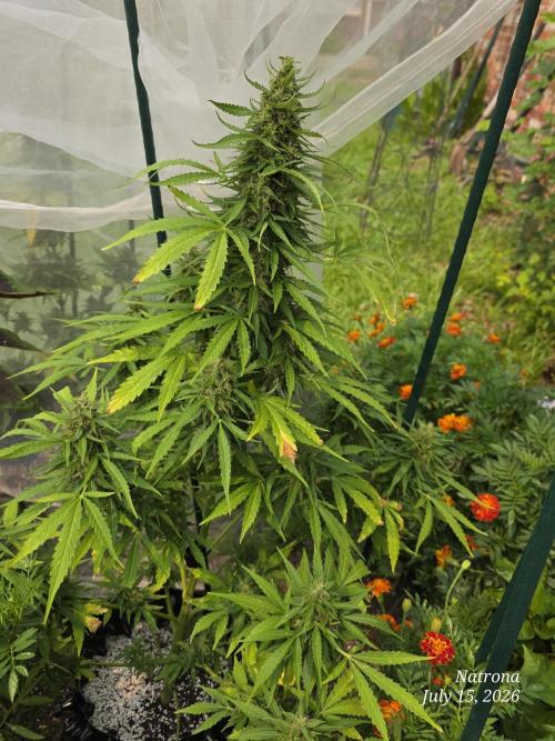 White Widow X Crystal Meth Outside 2026. Week 11
