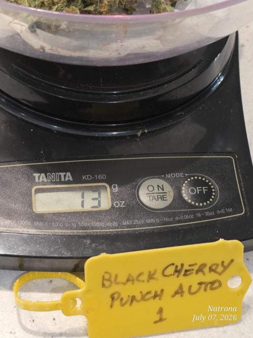 Black Cherry Punch auto -Pyramid Seeds. Week 14