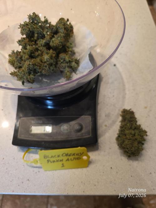 Black Cherry Punch auto -Pyramid Seeds. Week 14