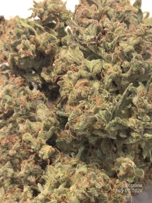 Black Cherry Punch auto -Pyramid Seeds. Week 14