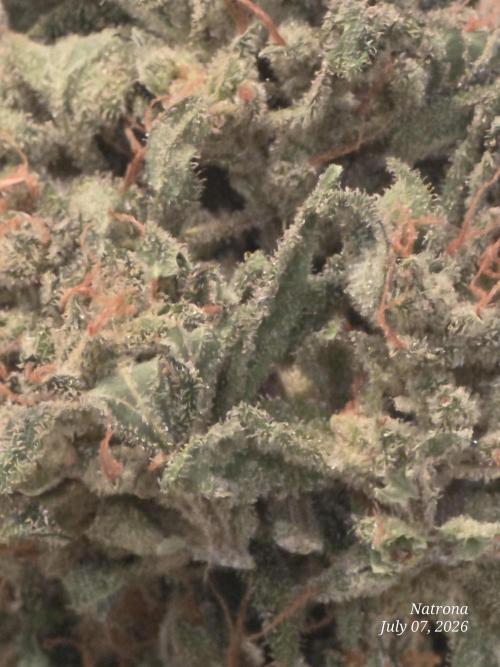 Black Cherry Punch auto -Pyramid Seeds. Week 14