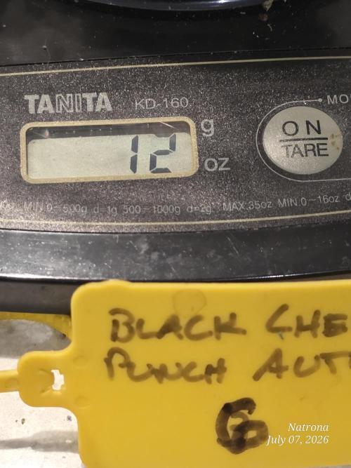Black Cherry Punch auto -Pyramid Seeds. Week 14