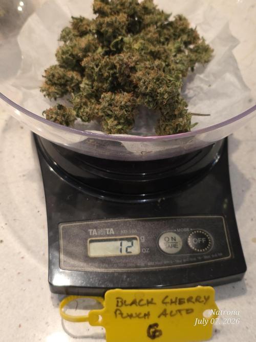 Black Cherry Punch auto -Pyramid Seeds. Week 14