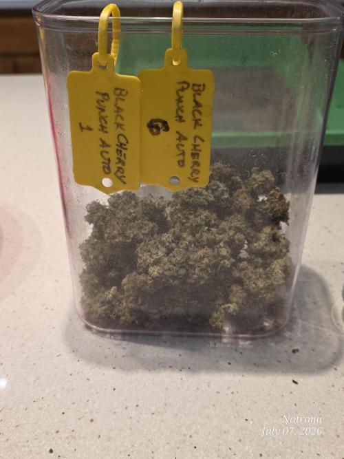 Black Cherry Punch auto -Pyramid Seeds. Week 14