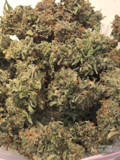 Black Cherry Punch auto -Pyramid Seeds. Week 14