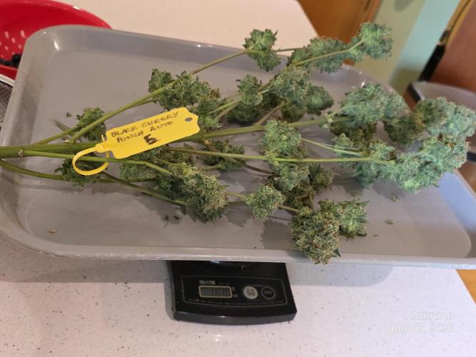 Black Cherry Punch auto -Pyramid Seeds. Week 14