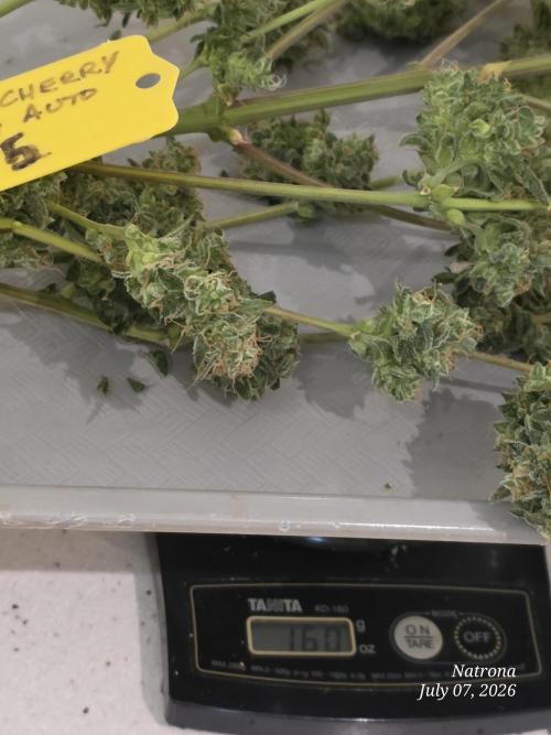 Black Cherry Punch auto -Pyramid Seeds. Week 14