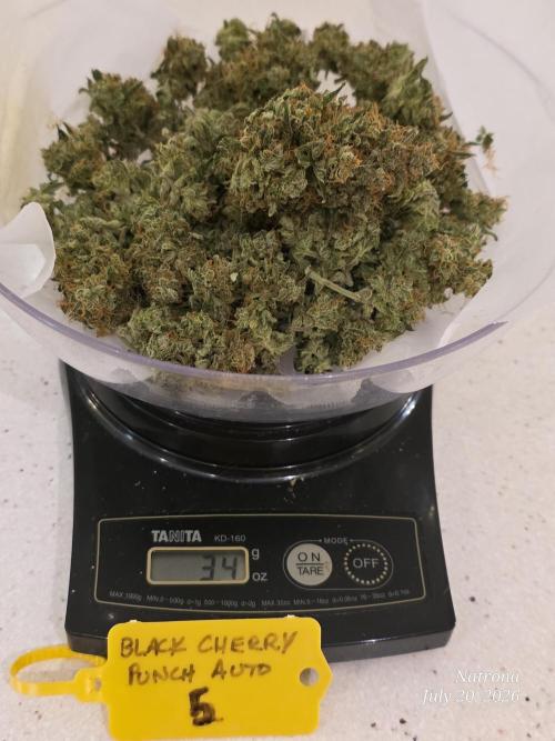 Black Cherry Punch auto -Pyramid Seeds. Week 14