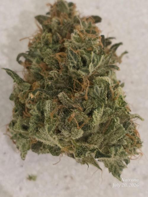 Black Cherry Punch auto -Pyramid Seeds. Week 14