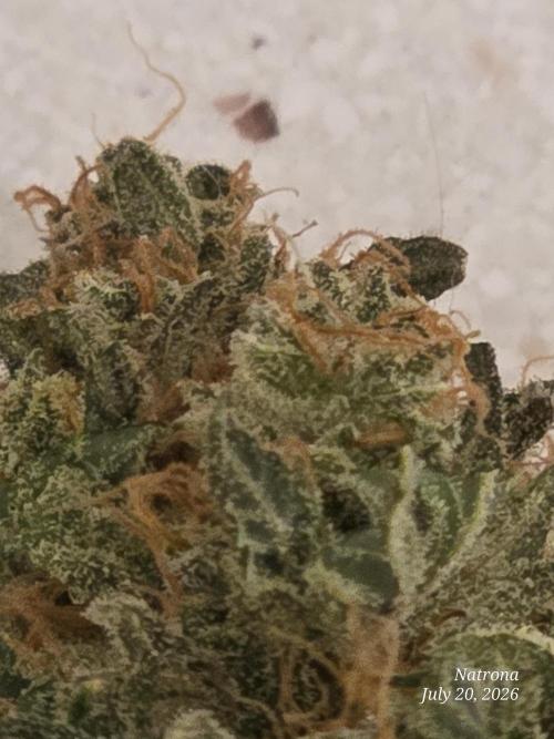 Black Cherry Punch auto -Pyramid Seeds. Week 14