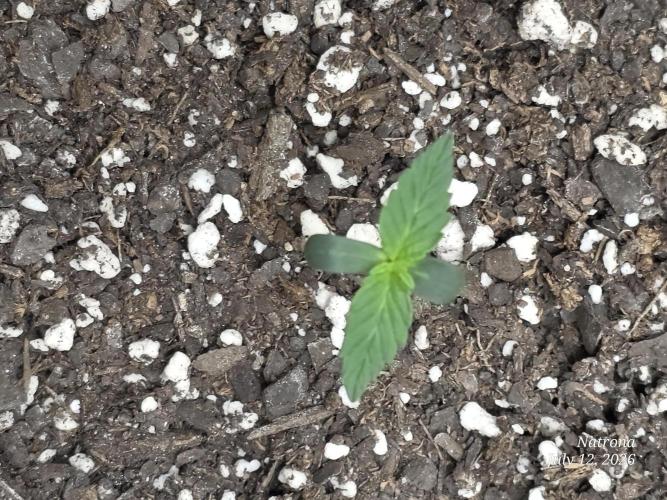 Sunset Sherbet auto. Week 1