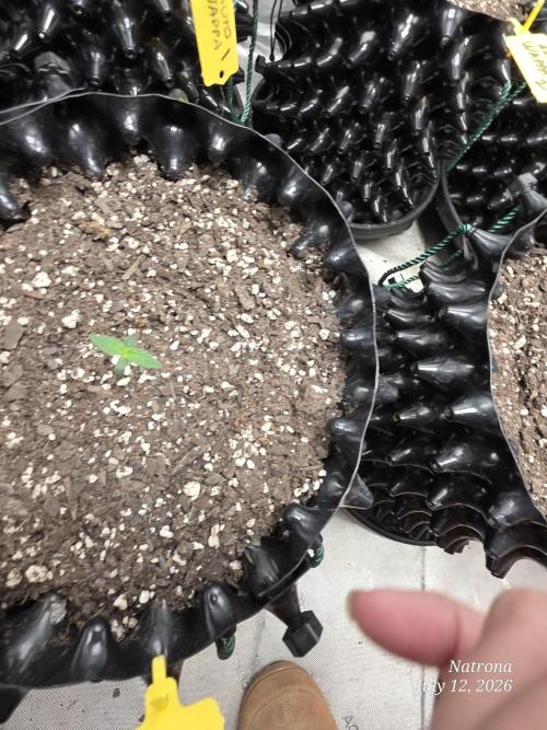 Sunset Sherbet auto. Week 1