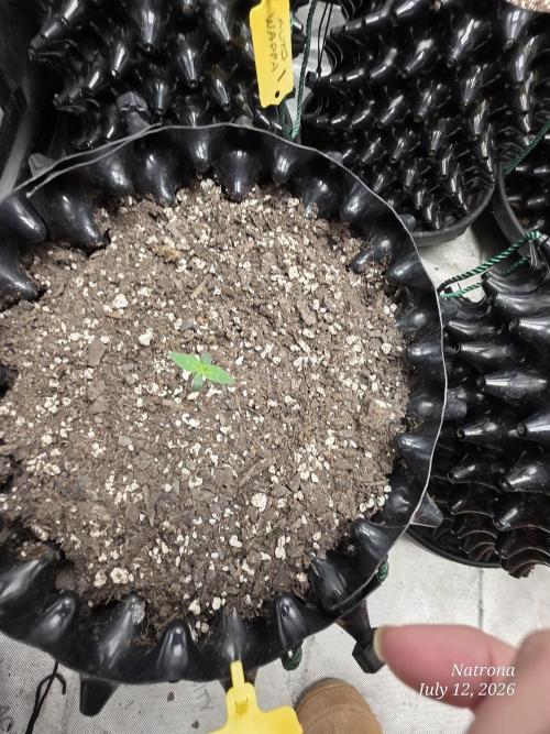 Sunset Sherbet auto. Week 1