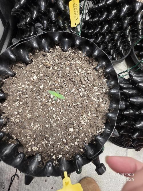 Sunset Sherbet auto. Week 1