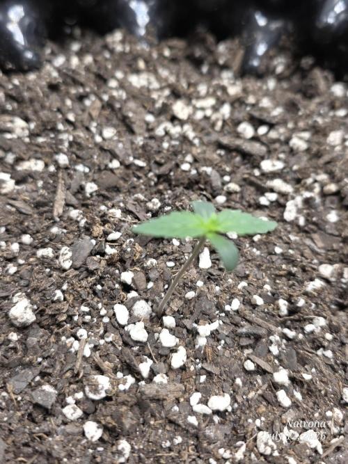 Sunset Sherbet auto. Week 1
