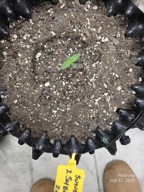 Sunset Sherbet auto. Week 1
