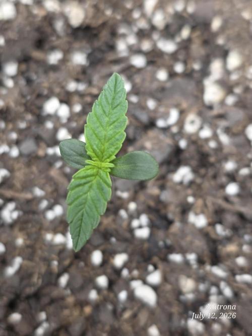 Sunset Sherbet auto. Week 1