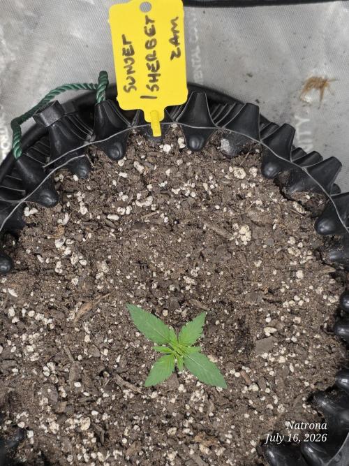 Sunset Sherbet auto. Week 1