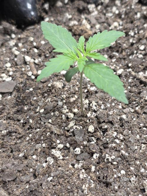 Sunset Sherbet auto. Week 1