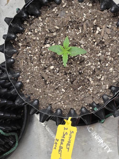 Sunset Sherbet auto. Week 1