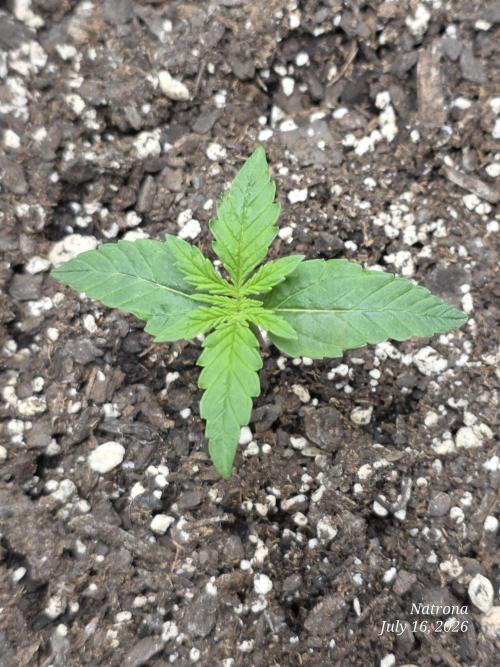 Sunset Sherbet auto. Week 1