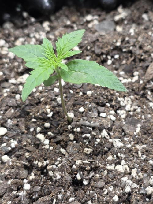 Sunset Sherbet auto. Week 1