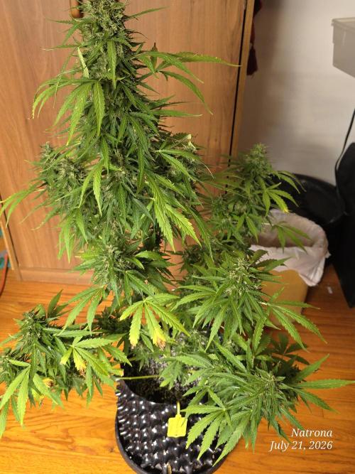 White Widow X Crystal Meth Outside 2026. Week 12