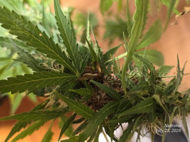 White Widow X Crystal Meth Outside 2026. Week 12