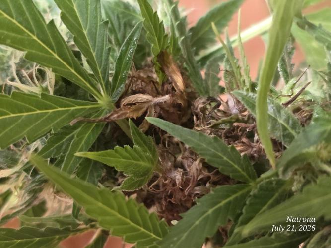 White Widow X Crystal Meth Outside 2026. Week 12
